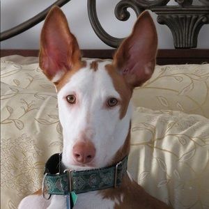 Meet your Posher, Bethanie